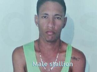 Male_stallion